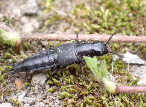 Réf. 290 485 : Quedius dilatatus